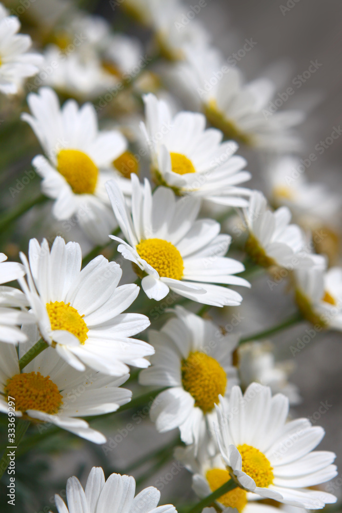 Fototapeta premium Margeriten