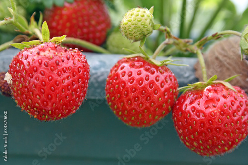 bright red strawberries