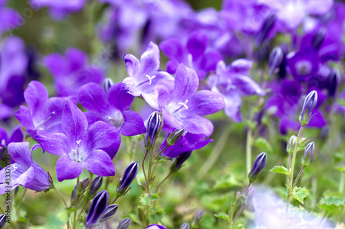 Campanula Portenschlagiana Blue Bell Flowers photo