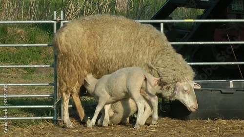 Lamm beim Trinken