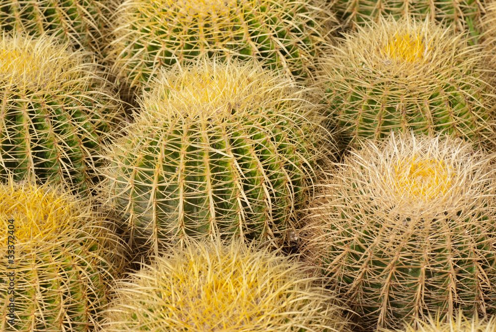 Barrel cactus Barrel cactus