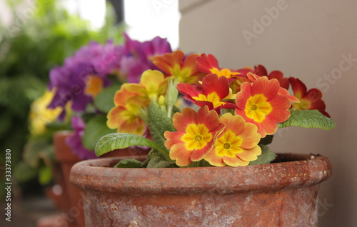 A pot with primulas