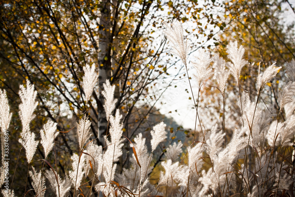 Autumn atmosphere- leaves, grass and breeze Autumn atmosphere- leaves, grass and breeze