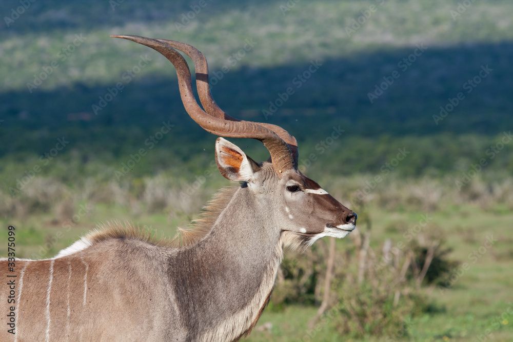 Kudu Bull Kudu Bull