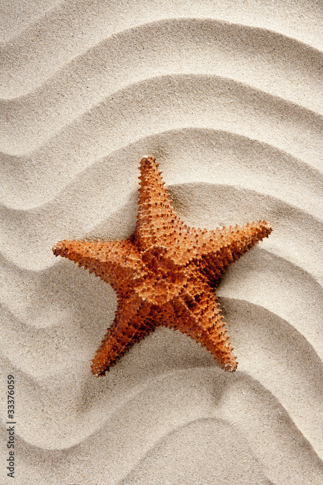 beach white wavy sand starfish summer vacation beach white wavy sand starfish summer vacation
