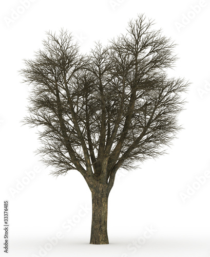 dead tree isolated over white