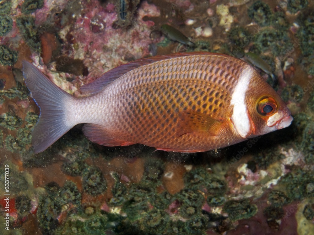 Whitecheek Monocle Bream - Scolopsis vosmeri Whitecheek Monocle Bream - Scolopsis vosmeri