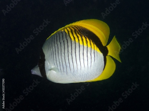 Lined Butterflyfish - Chaetodon lineolatus photo