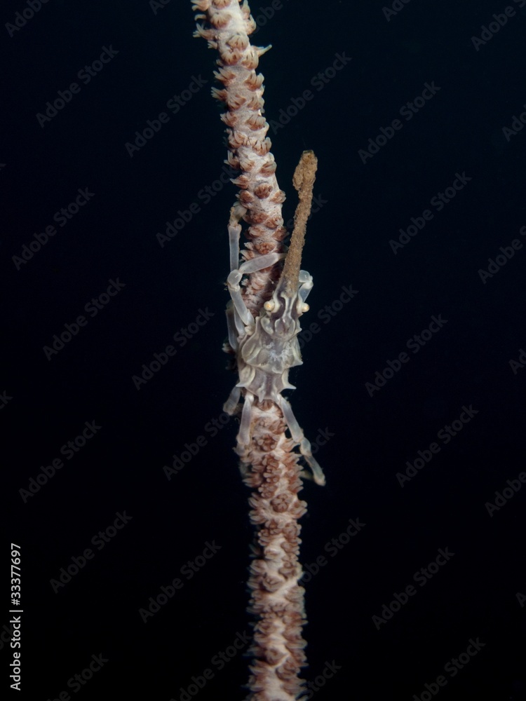 Fototapeta premium Xeno Crab - Xenocarcinus tuberculatus