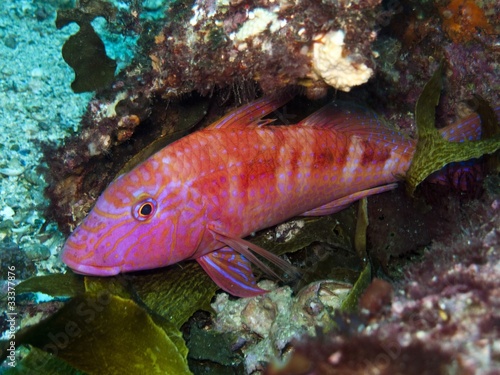 Goatfish - Upeneichthys lineatus