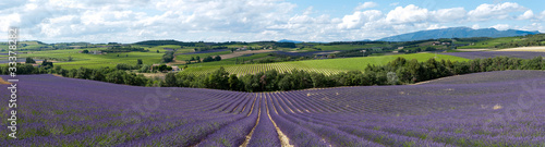 champ de lavande - Provence