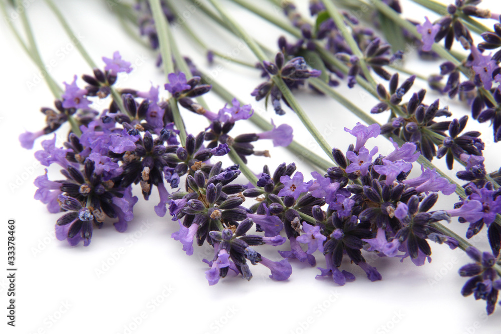 Naklejka premium lavande