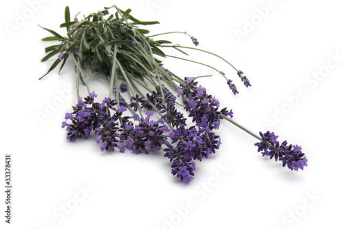 Fototapeta Naklejka Na Ścianę i Meble -  lavande