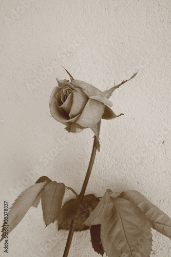 róża po pierwszym przymrozku