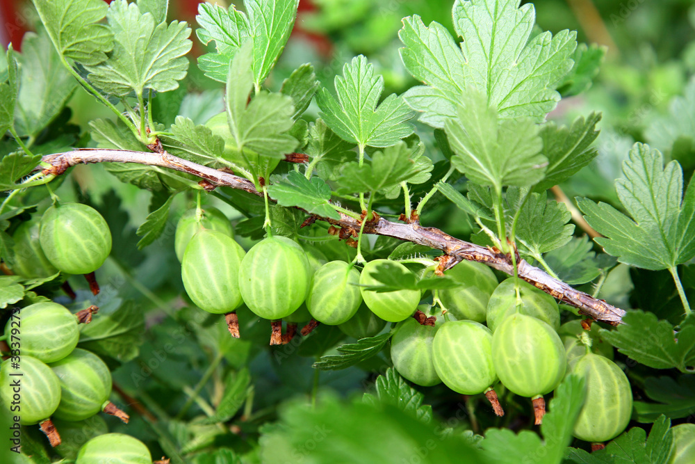 Branch of green gooseberries