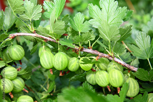 Branch of green gooseberries