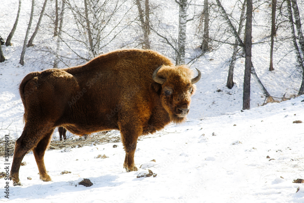 wild bison wild bison