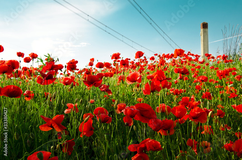 Fototapeta Naklejka Na Ścianę i Meble -  Majowa łąka