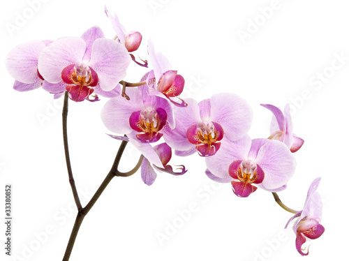 Beautiful orchid isolated on white background