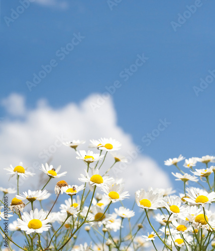 white daisies on blue sky © Mihai M