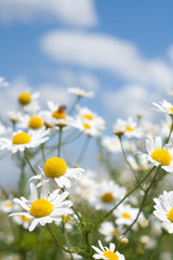 Papier peint photo Marguerites Marguerites blanches contre ciel bleu  © Mihai M