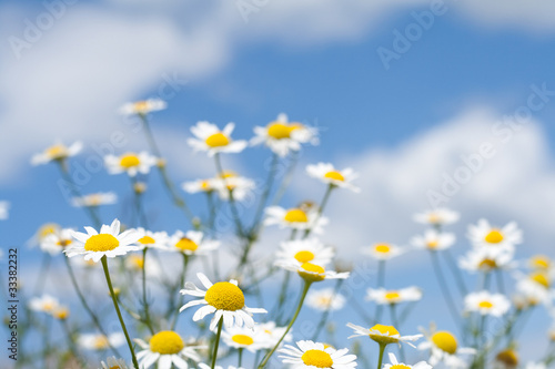 white daisies on blue sky