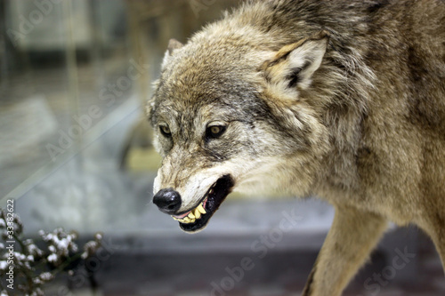 Angry wolf © sateda