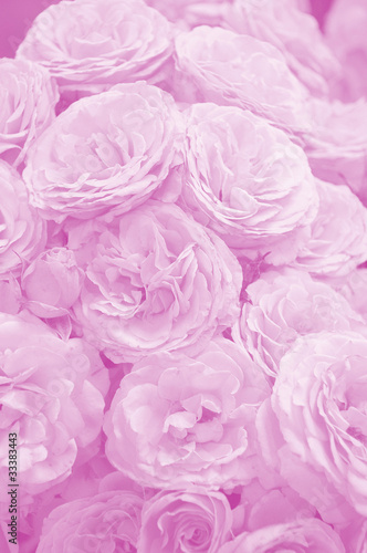 pink roses