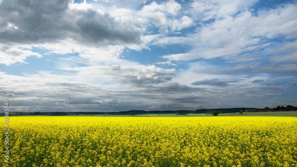 Obraz premium Rapeseed