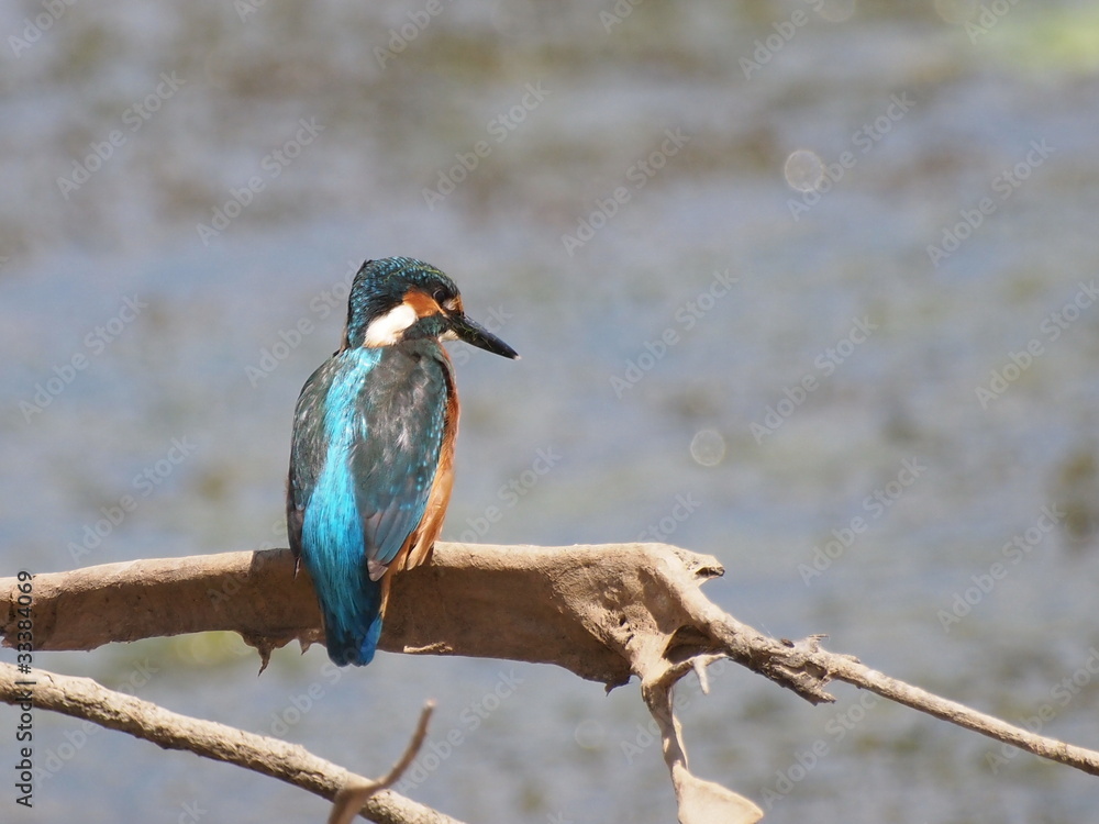 Obraz premium Common Kingfisher on river, alcedo atthis