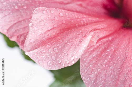 Abstract pink flower petal background