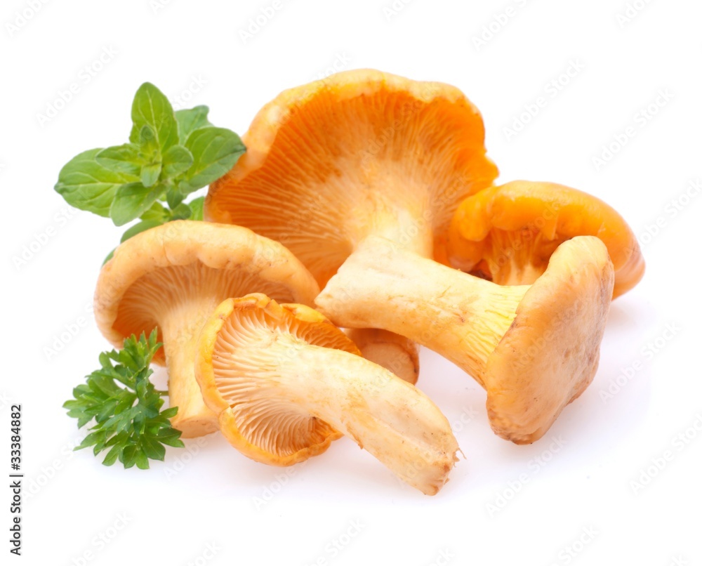 Pfifferlinge Pfifferlinge