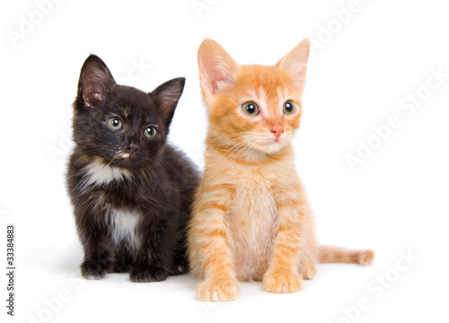 Two little kittens