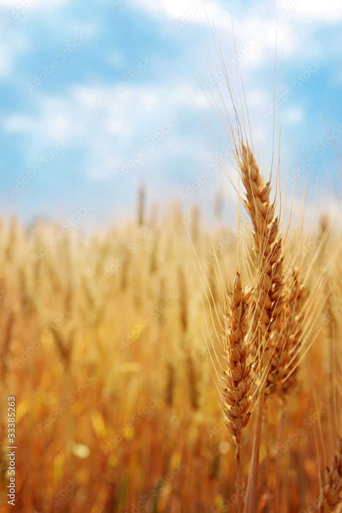 Naklejka premium Wheat field against the blue sky