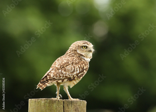 Portrait of a Burrowing Owl