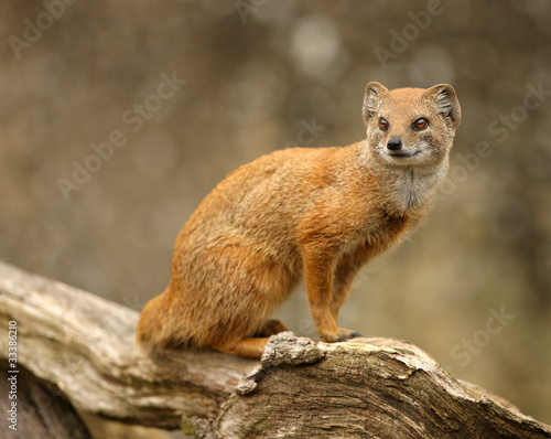 Portrait of a Yellow Mongoose