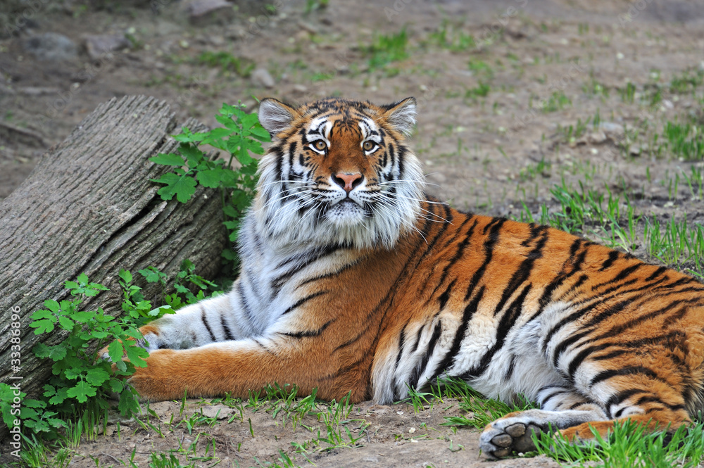 Tiger Tiger