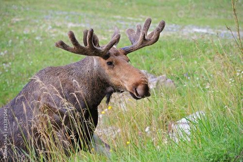 Elk