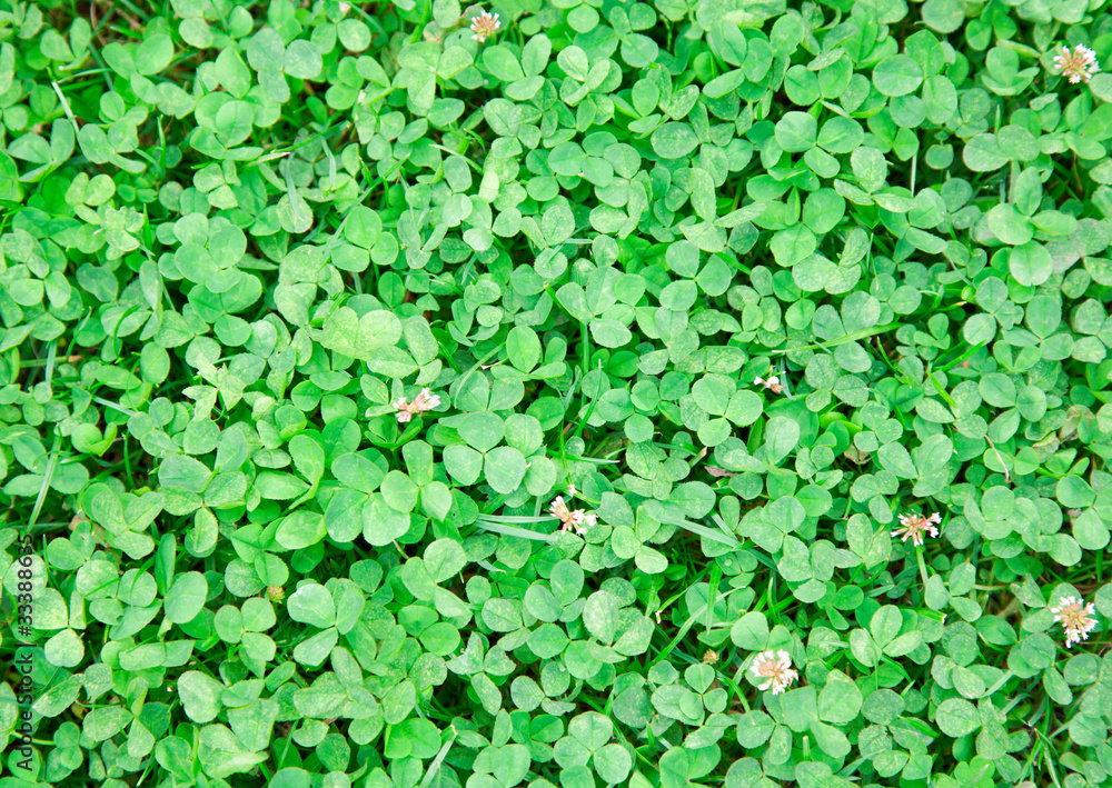 Green clover background Green clover background