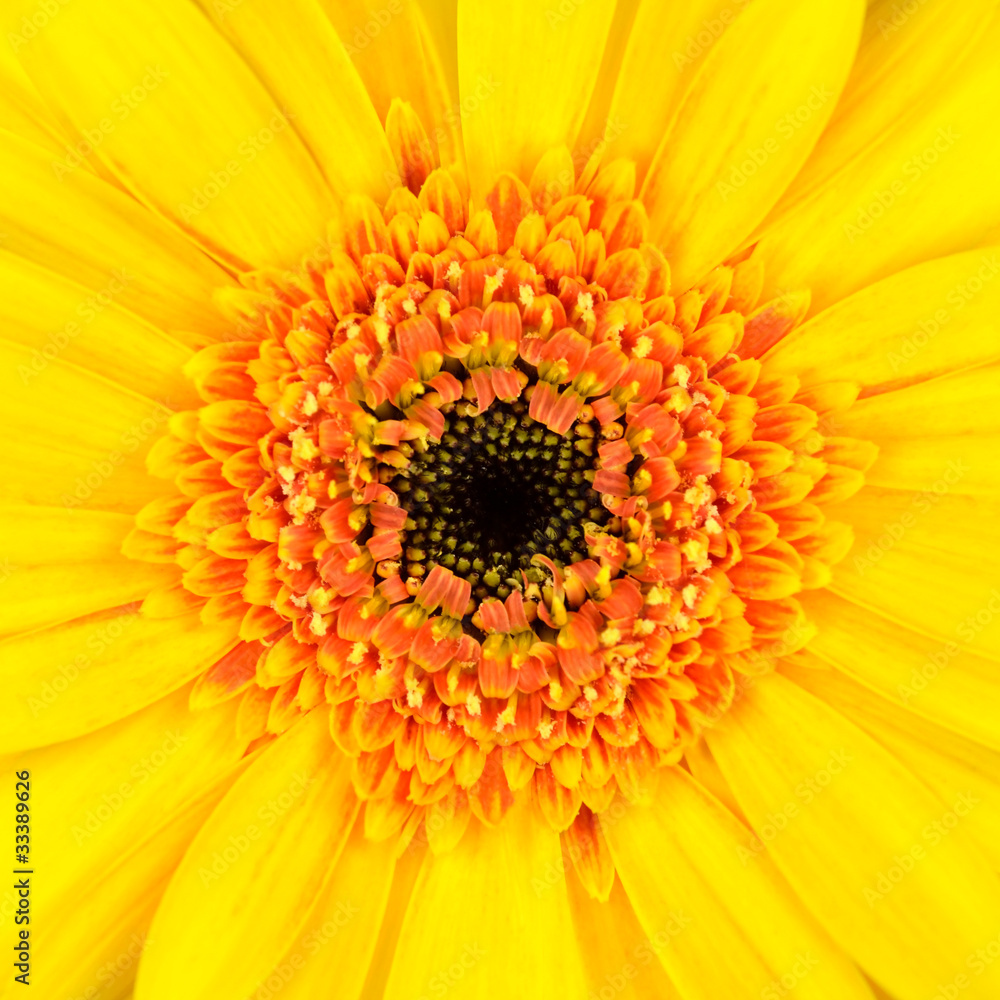 Perfect Yellow Gerber Flower Background Perfect Yellow Gerber Flower Background