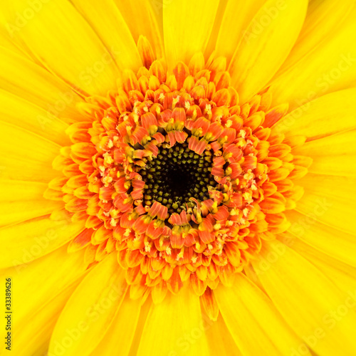 Perfect Yellow Gerber Flower Background