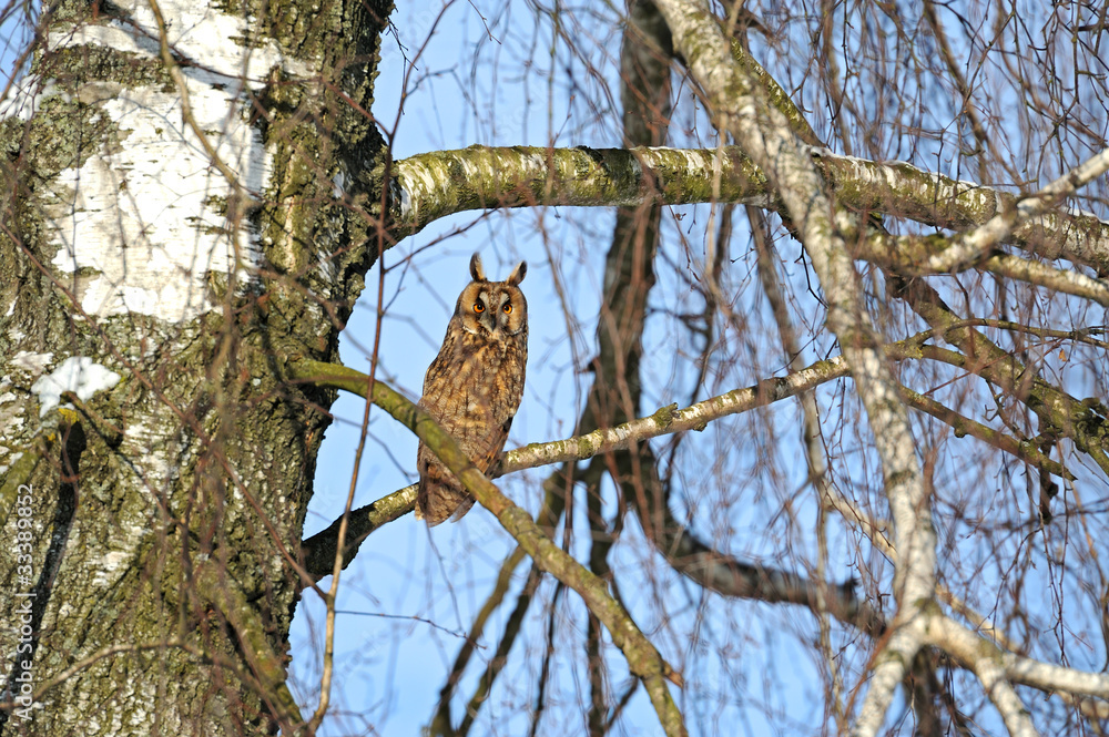 Fototapeta premium flying eagle-owl