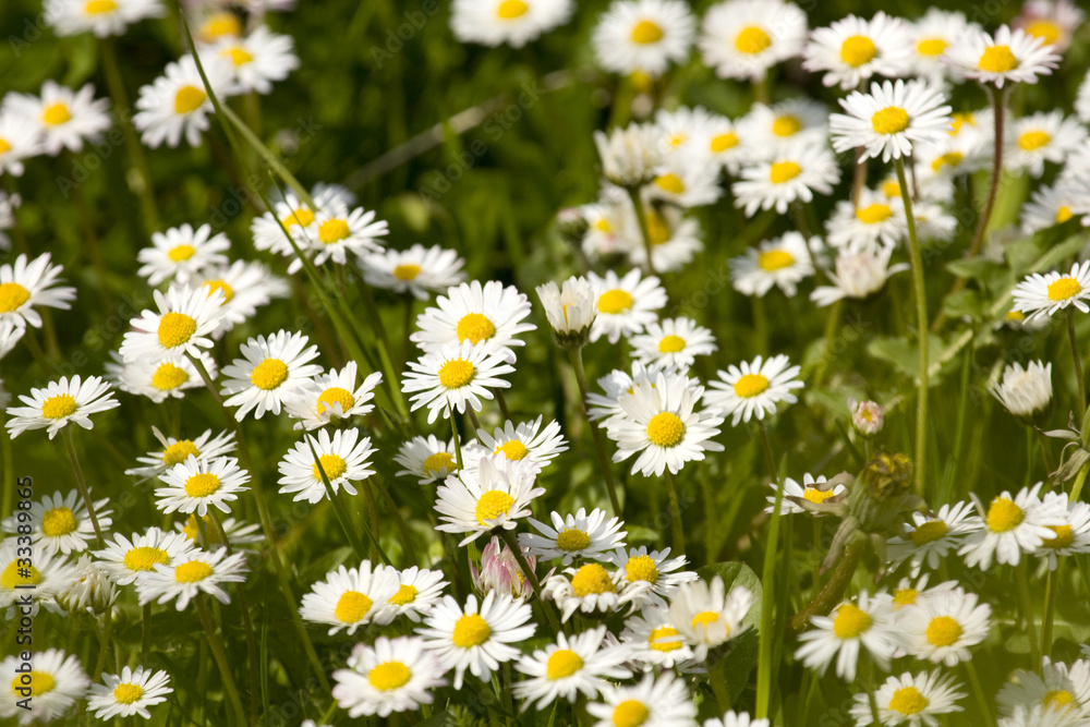 Fototapeta premium Grass with white daisies