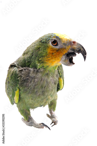 Green parrot