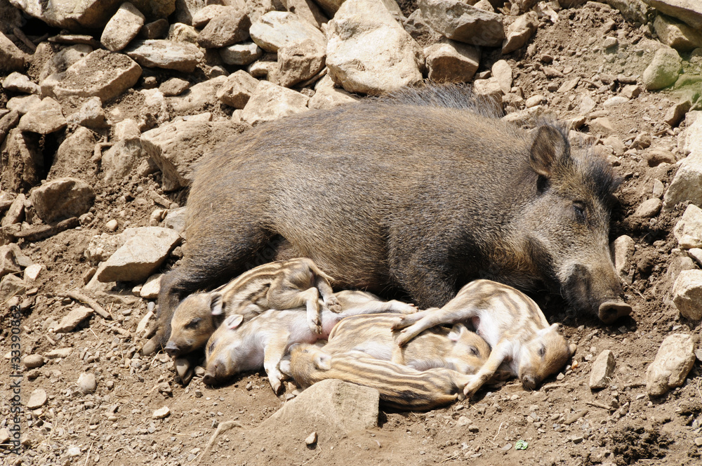 Wildschwein