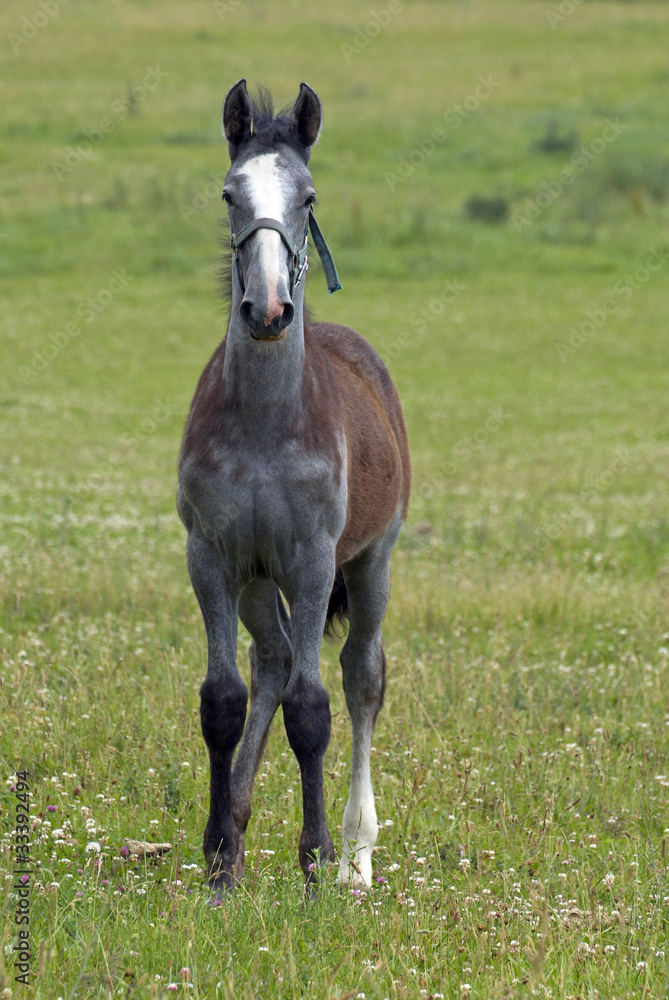 Fototapeta premium Horses