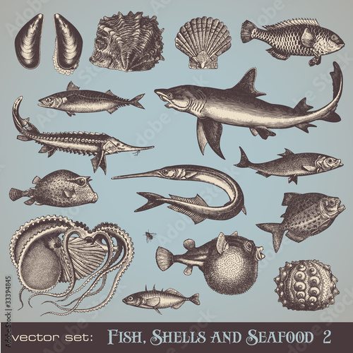 fish, shells and seafood (set 2) - various vintage illustrations