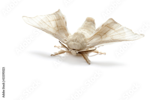 butterfly white of silkworm silk worm isolated photo