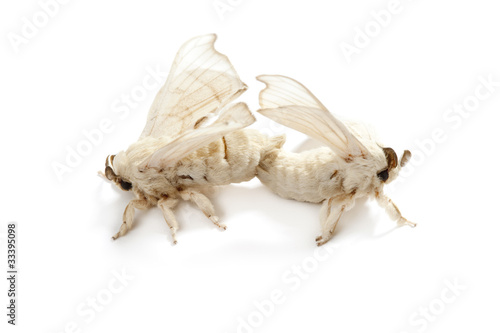Canvas Print butterfly of silkworm silk worm isolated on white