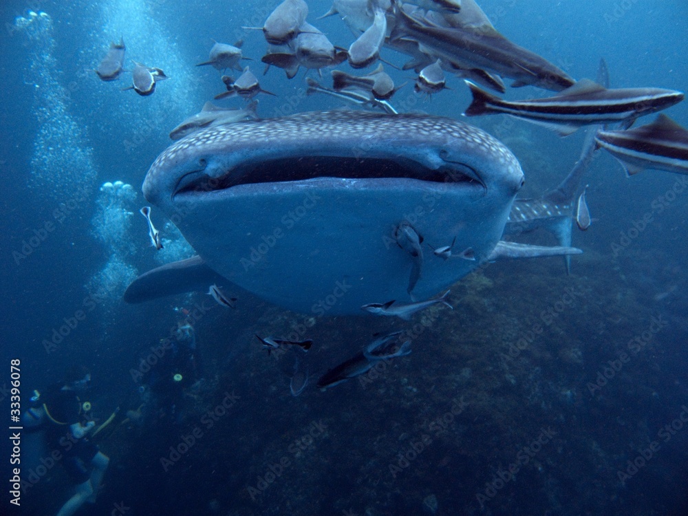 Fototapeta premium Whale Shark - Rhincodon typus